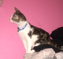cat for sell