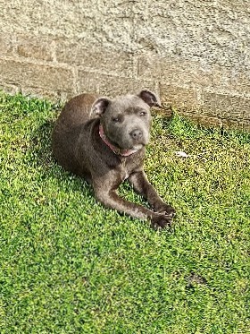 Staffordshire Bull Terrier – blue female Staffordshire bull terrier