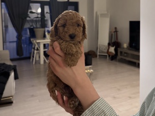 Poodle – Toy poedel – Mortsel