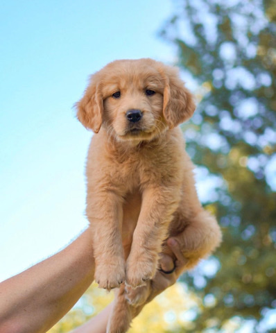 Golden Retriever – i have golden retriever pups available for new hom