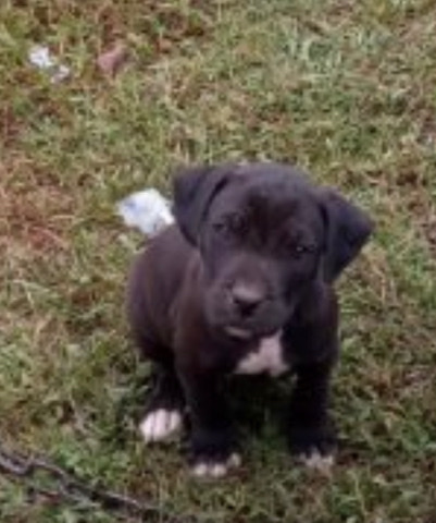 Bulldog – Blue nose and razor edge pit