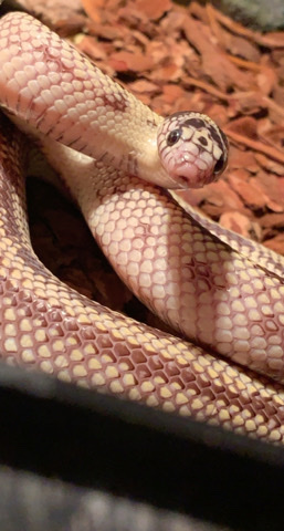 High White Reverse Cali Kingsnake