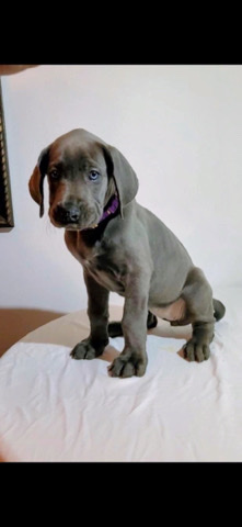 Great Dane – AKC Great Danes