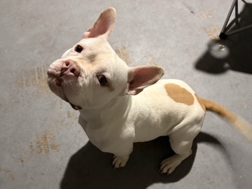 American Pit Bull Terrier – dog for sale – Houston