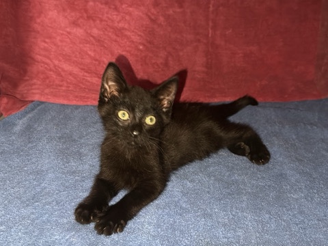 Kittens need home – Sacramento