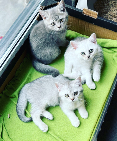 British Shorthair – Silver/blue boys