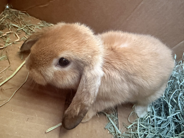 Mini Lop – Adorable Hollond Lop Rabbit – 7 Weeks Old – New York – New York