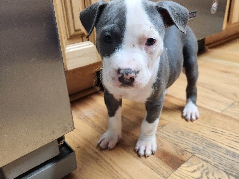 American Pit Bull Terrier – pitbull puppies – Yelm