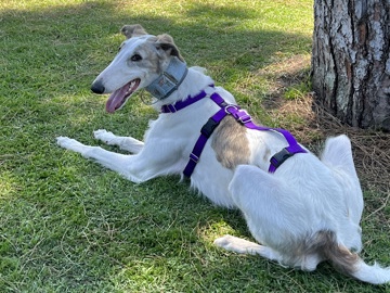 Borzoi – Rehoming Borzoi – Long Beach