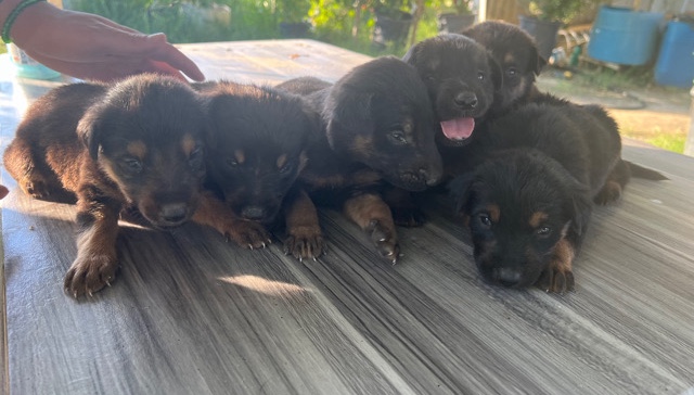 puppys