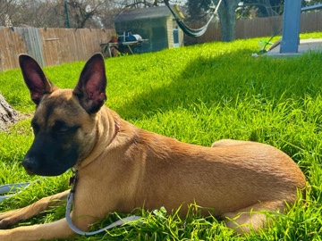 German Shepherd – Sweet German Shepherd Looking for a Loving Forever Home ❤️ – San Antonio