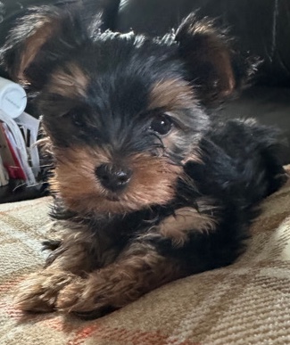 Yorkshire Terrier – Yorkie Teacups