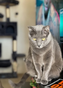Russian Blue – Moble the cat