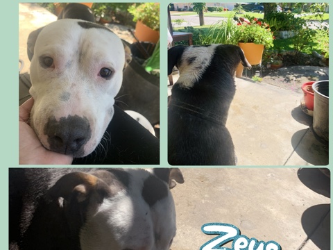 American Bulldog – Free family dog – San Bernardino