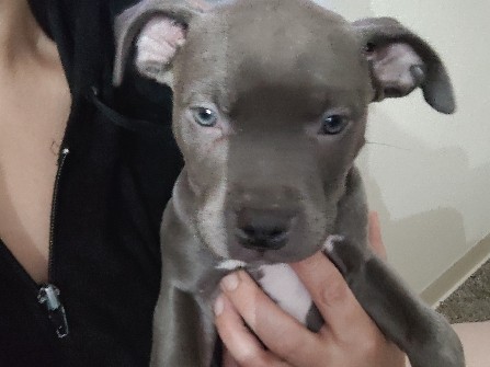 American Pit Bull Terrier – blue pitbull puppies – Aurora