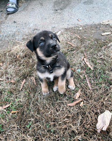 Labrador Retriever – Sheprador
