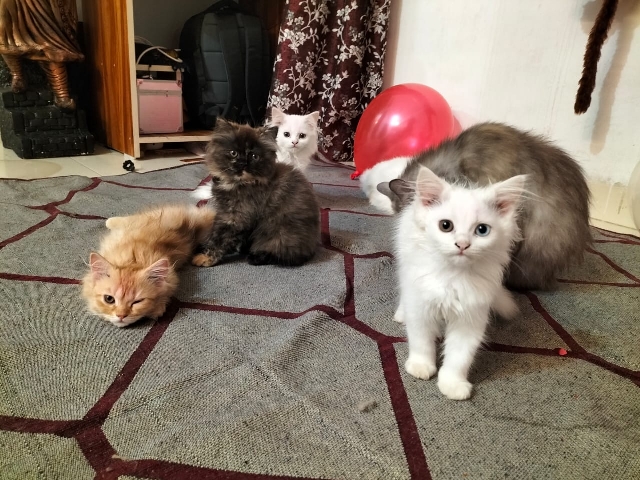 Persian (Modern) – healthy and active