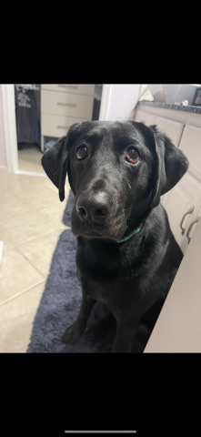 Labrador Retriever – chocolate and black lab