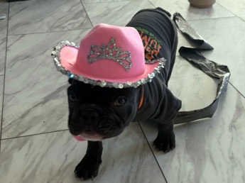 French Bulldog – Bowie – Mattawa