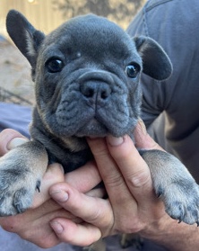 French Bulldog – Frenchie