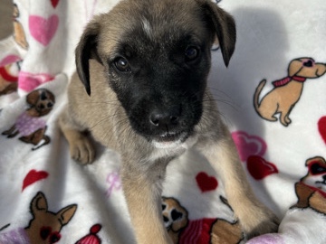 American Pit Bull Terrier – 8 week old male – San Bernardino