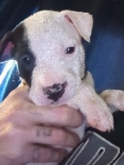Cane Corso – pit corso pups
