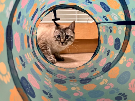 American Shorthair – MAX- Lynx Point Siamese Fixed – Houston