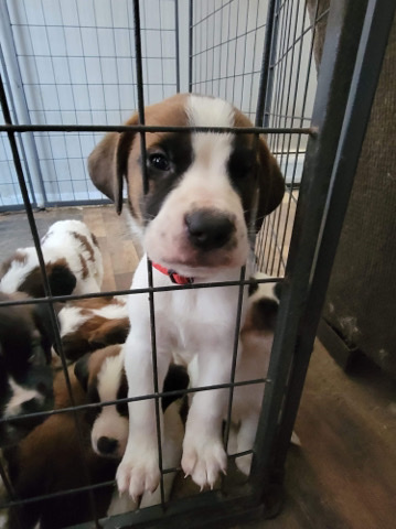 st bermastiff pups