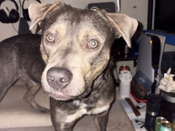 Rehoming Loki the Pitsky – Broomfield