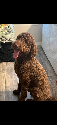 Poodle – F1B Goldendoodle