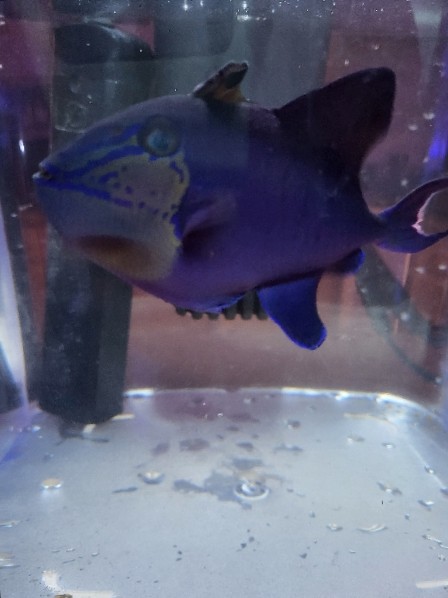 Triggerfish for rehoming