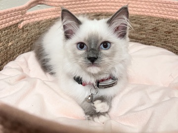 Ragdoll – daisy – Hialeah