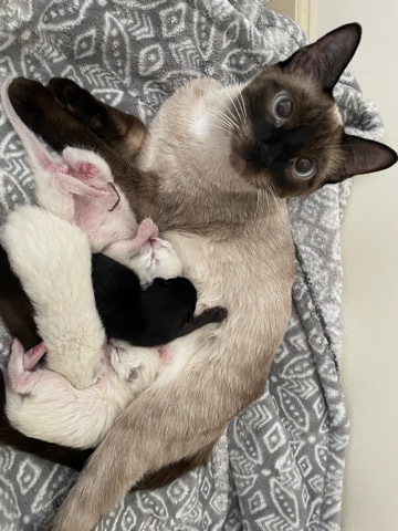 Siamese – siamese bangle