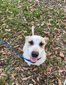 American Pit Bull Terrier – Sasha Pitbull Lab mix