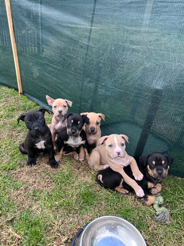 American Staffordshire Terrier – selling American staffy puppies