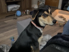 All - Rehoming available for adoption in Chesapeake