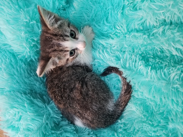 Kittens In Desperate Need Of Loving Homes PLEASE READ