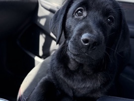 Labrador Retriever – Labrador Retriever Puppies – 2 Months Old, Health Checked & Ready for New Homes – Pembroke Pines