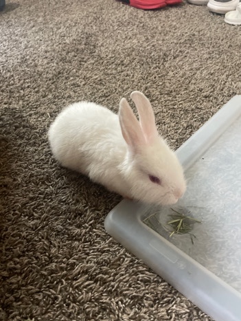 American – Snow White bunny red eyes