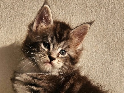 Maine Coon - mainecoon male kitten  available for adoption in Dubai