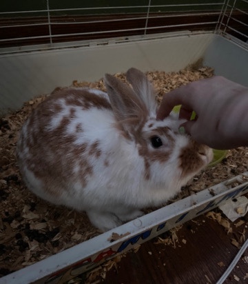 American – 10 month old baby needing a loving home