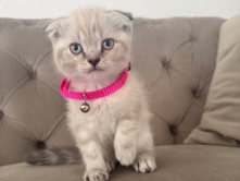 British Shorthair – BKH Siam Mix Kitten – Gelsenkirchen