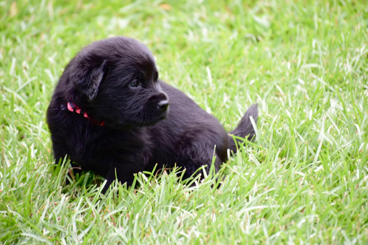Labrador Retriever – Goldador Puppies