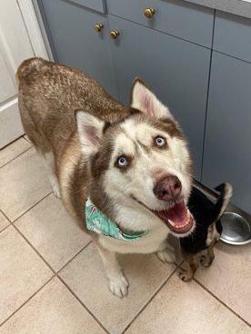 Siberian Husky – siberian husky