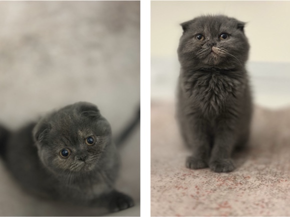 Scottish fold