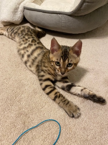 Bengal – bengal kitten