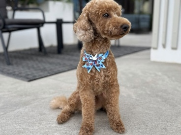 Poodle – Toy Pudel – Donzdorf