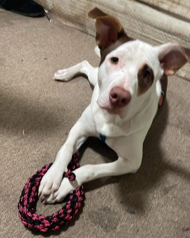 Australian Shepherd – Beautiful young Female Australian shepherd Pitbull