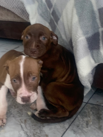 Staffordshire Bull Terrier – gorgeous staffy boy and girl pup ready to go