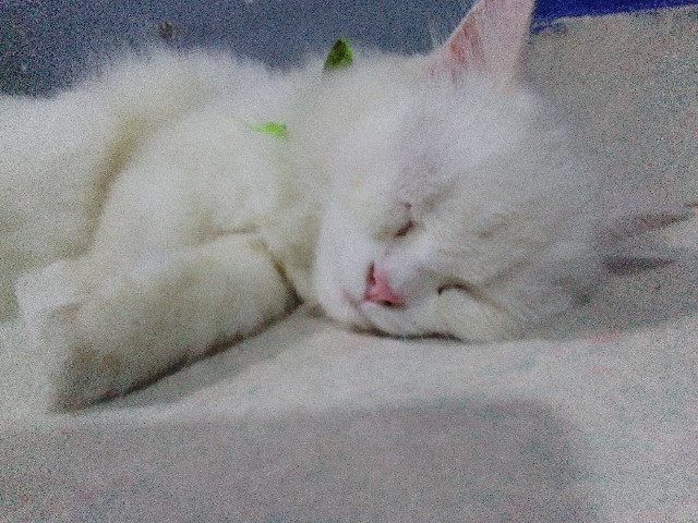 Persian (Traditional) – Persian kitten